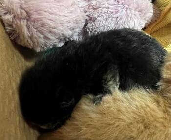 Domestic Short Hair Cats Available for Adoption - A1879897 | PetCurious