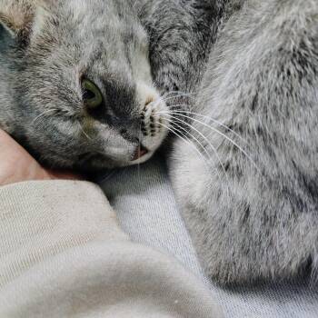 Clover -  Domestic Short Hair Cat for Adoption in Springfield, Missouri - Clover | PetCurious
