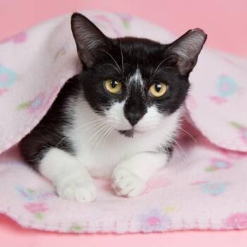 Cupcake Sweet -  Tuxedo and Domestic Short Hair Cat for Adoption in Friendswood, Texas - Cupcake Sweet | PetCurious
