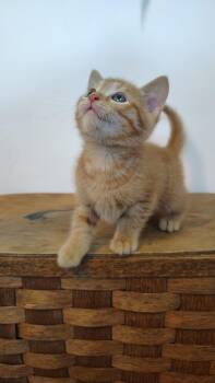 Penne -  Tabby and Domestic Short Hair Cat for Adoption in Murray, Kentucky - Penne | PetCurious