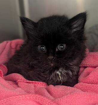 FIDGET -  Domestic Medium Hair Cat for Adoption in Fort Lauderdale, Florida - FIDGET | PetCurious
