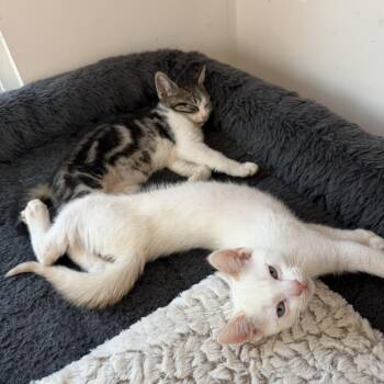 Pooh Bear -  Domestic Short Hair and Siamese Cat for Adoption in Spokane, Washington - Pooh Bear | PetCurious