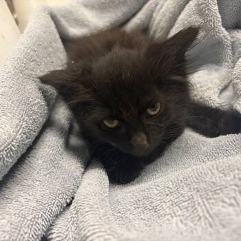 IVHS-Stray-140501_2 -  Domestic Medium Hair Cat for Adoption in San Gabriel, California - IVHS-Stray-140501_2 | PetCurious