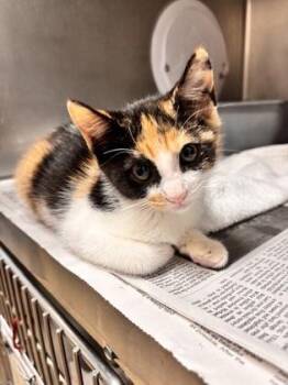 Tung Tung -  Domestic Short Hair Cat for Adoption in San Antonio, Texas - Tung Tung | PetCurious