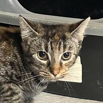 Sassy -  Domestic Short Hair Cat for Adoption - Sassy | PetCurious