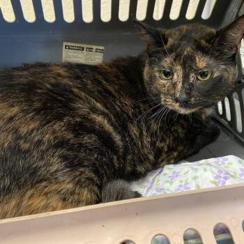 Domestic Short Hair Cats Available for Adoption in Memphis, Tennessee - ROSA | PetCurious