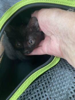 Licorice -  Domestic Short Hair Cat for Adoption in Alexandria, Virginia - Licorice | PetCurious
