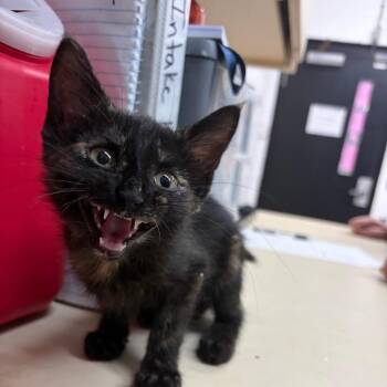 Lexi -  Domestic Short Hair Cat for Adoption in Ardmore, Oklahoma - Lexi | PetCurious