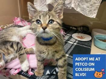 JACK -  Domestic Short Hair Cat for Adoption in Fort Wayne, Indiana - JACK | PetCurious