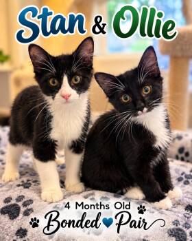 Stan & Ollie -  Domestic Short Hair and Tuxedo Cat for Adoption in Fort Worth, Texas - Stan & Ollie | PetCurious
