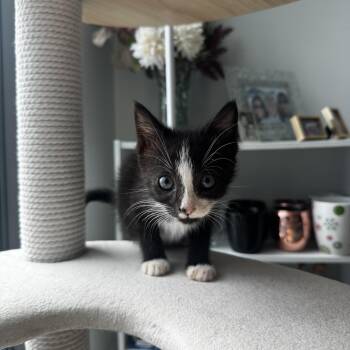 Persimmon -  Domestic Short Hair Cat for Adoption in Fredericksburg, Virginia - Persimmon | PetCurious