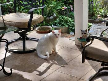 Whitey -  Domestic Short Hair Cat for Adoption in Blountville, Tennessee - Whitey | PetCurious