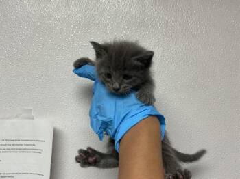 Domestic Short Hair Cats Available for Adoption in San Bernardino, California - A591676 | PetCurious