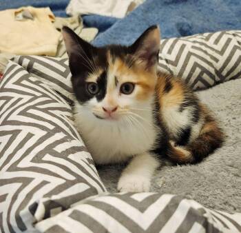 Domestic Short Hair Cats Available for Adoption - Halima26 | PetCurious