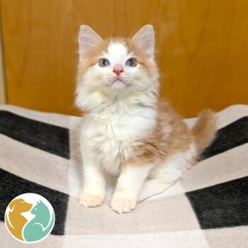 Glorp -  Domestic Medium Hair Cat for Adoption in Toledo, Ohio - Glorp | PetCurious