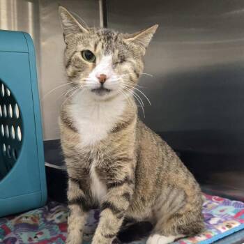 Domestic Short Hair Cats Available for Adoption in Williston, Florida - Olive | PetCurious