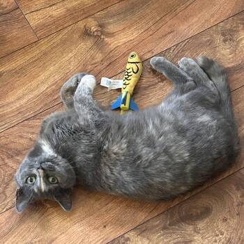 Domestic Short Hair Cats Available for Adoption - Brownie | PetCurious