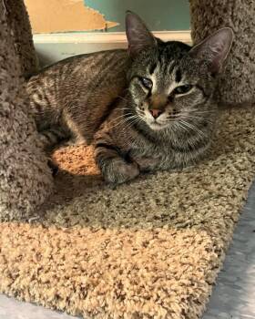 Rescue Domestic Short Hair Cats for Adoption in Westbrook, Connecticut - Mamma Spice | PetCurious
