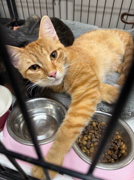 Rescue Domestic Short Hair Cats for Adoption in Gilberts, Illinois - CAT-GARFIELD | PetCurious