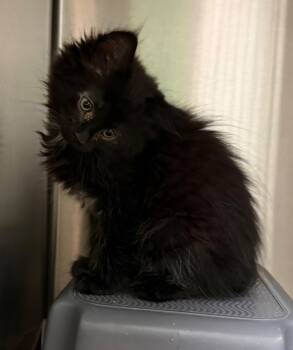 Brisket -  Domestic Long Hair Cat for Adoption - Brisket | PetCurious