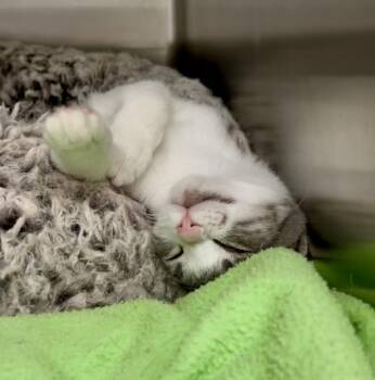 Lorenzo -  Domestic Medium Hair Cat for Adoption in Jamestown, California - Lorenzo | PetCurious