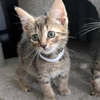 Habanero -  Domestic Short Hair Cat for Adoption in York, Pennsylvania - Habanero | PetCurious