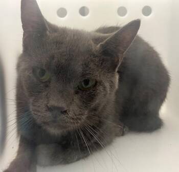 Tangy -  Domestic Short Hair Cat for Adoption - Tangy | PetCurious