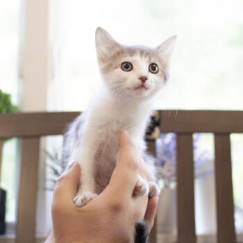 Domestic Short Hair Cats Available for Adoption in Belleville, Illinois - Prada | PetCurious