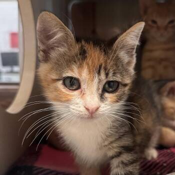 Sonnet -  Domestic Short Hair Cat for Adoption in Reno, Nevada - Sonnet | PetCurious