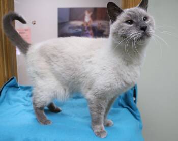 Cusack -  Siamese Cat for Adoption in Portage, Wisconsin - Cusack | PetCurious