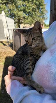 Fifty cent -  Tabby Cat for Adoption in Paulina, Louisiana - Fifty Cent | PetCurious