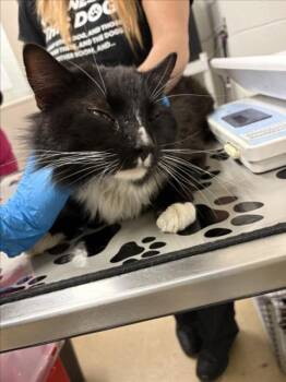 Domestic Long Hair Cats Available for Adoption in Derwood, Maryland - FUI | PetCurious