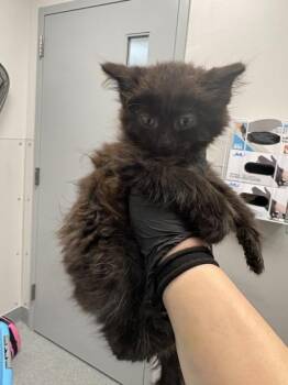 Sweet Tart -  Domestic Short Hair Cat for Adoption in Sevierville, Tennessee - Sweet Tart | PetCurious