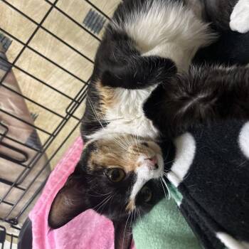 Tini -  Domestic Short Hair Cat for Adoption in Bismarck, North Dakota - Tini | PetCurious