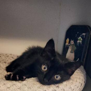 Domestic Short Hair Cats Available for Adoption in Rocky Mount, Virginia - Moomba | PetCurious