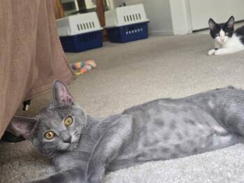 Minnie ( Alice ) -  Russian Blue Cat for Adoption in Napa, California - Minnie ( Alice ) | PetCurious