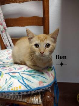 Benny -  Domestic Short Hair Cat for Adoption in Monroe, Ohio - Benny | PetCurious