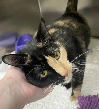 Strawberry Bon Bon -  Domestic Short Hair Cat for Adoption in Westland, Michigan - Strawberry Bon Bon | PetCurious