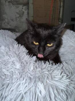 Domestic Short Hair Cats Available for Adoption in Berwick, Pennsylvania - Ghost | PetCurious