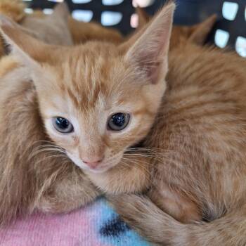 Domestic Short Hair Cats Available for Adoption in Cumming, Georgia - Miko | PetCurious