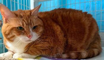 Lady Cattilina -  Domestic Medium Hair Cat for Adoption in Claremont, New Hampshire - Lady Cattilina | PetCurious