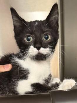 Hope 26 -  Domestic Short Hair Cat for Adoption in Brookhaven, Mississippi - Hope 26 | PetCurious