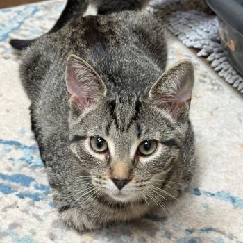 Mad Hatter -  Domestic Short Hair Cat for Adoption in Flagstaff, Arizona - Mad Hatter | PetCurious