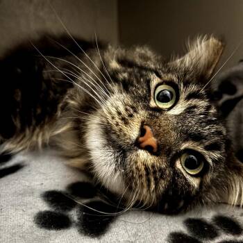 Domestic Medium Hair and Maine Coon Cats Available for Adoption in Long Beach, California - Hans | PetCurious