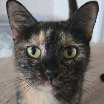 Rescue Domestic Short Hair Cats for Adoption in Boerne, Texas - Valley Girl | PetCurious