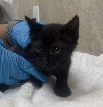 Shakira -  Domestic Short Hair Cat for Adoption in Honolulu, Hawaii - Shakira | PetCurious