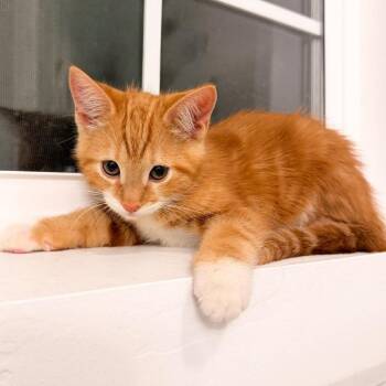 Orange Soda Jessup -  Domestic Short Hair Cat for Adoption in Eagle Mountain, Utah - Orange Soda Jessup | PetCurious