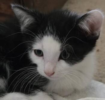 Rescue Tuxedo and Domestic Short Hair Cats for Adoption in North Highlands, California - Sulu | PetCurious