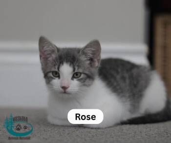 Rose -  Domestic Short Hair Cat for Adoption in Huntsville, Ontario - Rose | PetCurious