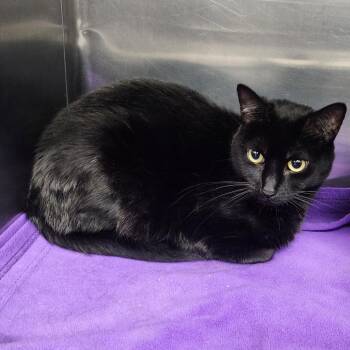 Domestic Short Hair Cats Available for Adoption in Spokane, Washington - Buzz | PetCurious